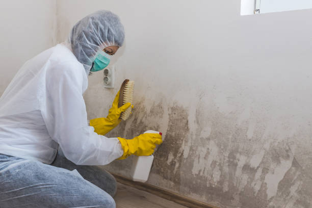 Environmental Consulting for Mold Prevention in Orange, CA